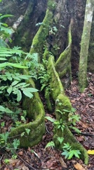 Heritiera ornithocephala