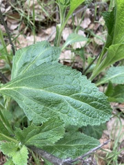 Verbena lasiostachys