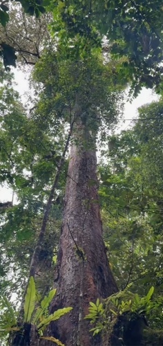 Heritiera ornithocephala observed 2023-02-20