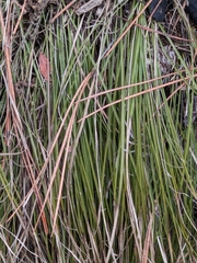 Carex geyeri