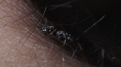 Hypoponera opaciceps
