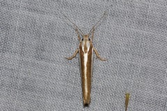 Catoryctis subparallela