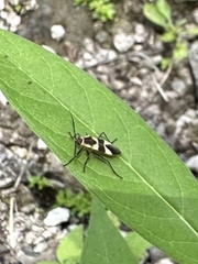 Oncopeltus cingulifer