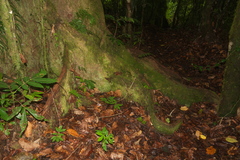 Heritiera ornithocephala