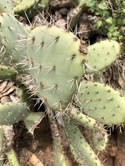 Opuntia oricola