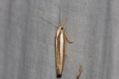 Catoryctis subparallela
