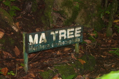 Heritiera ornithocephala