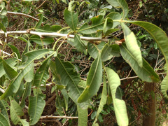Searsia natalensis