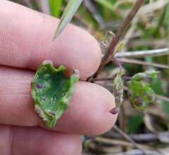 Puccinia spegazzinii