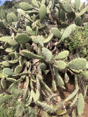 Opuntia oricola