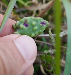 Puccinia spegazzinii