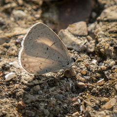 Celastrina neglecta