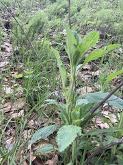 Verbena lasiostachys
