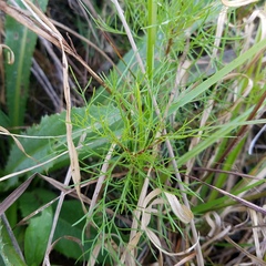 Eupatorium leptophyllum
