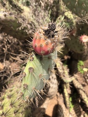 Opuntia oricola