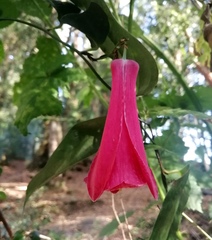 Lapageria rosea