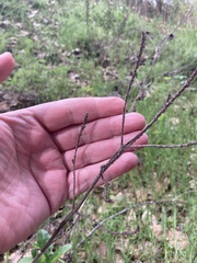 Verbena lasiostachys