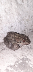 Leptodactylus luctator