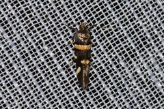 Macrobathra alternatella