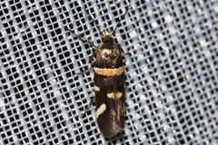 Macrobathra alternatella