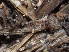 Pheidole navigans