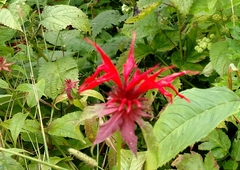 Monarda didyma