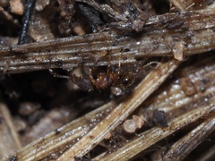 Pheidole navigans