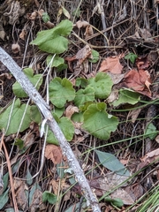Ozomelis stauropetala