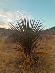 Yucca torreyi