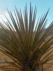 Yucca torreyi