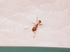 Pheidole navigans