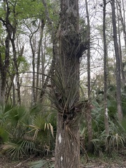 Tillandsia simulata