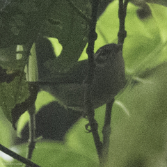 Basileuterus melanotis