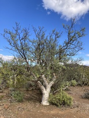 Pachycormus discolor