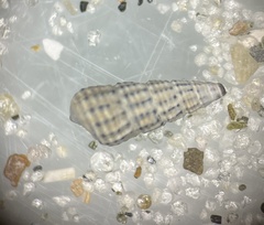 Terebridae