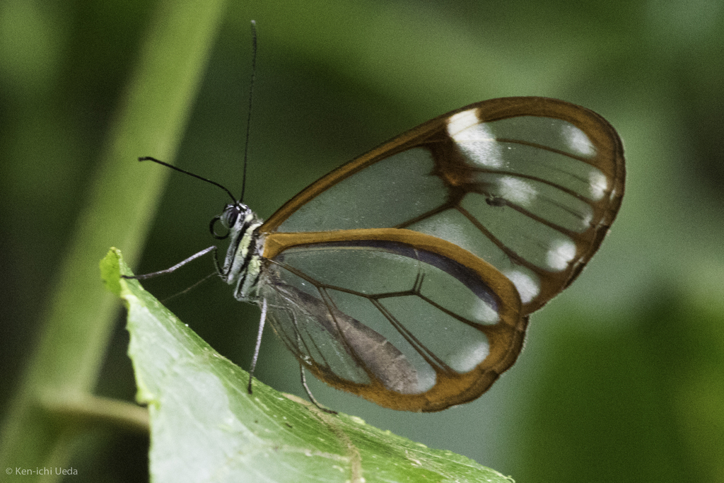 Godyris nero