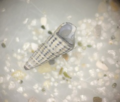 Terebridae