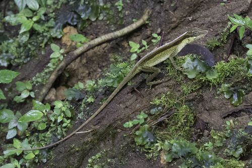 Anolis woodi
