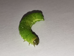 Phlogophora