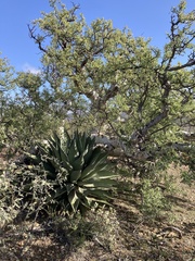 Pachycormus discolor