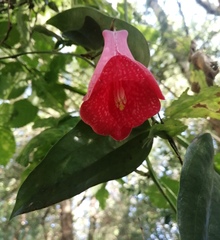 Lapageria rosea