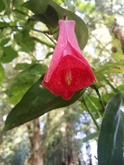 Lapageria rosea