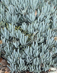 Helichrysum thianschanicum