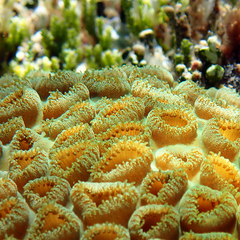 Palythoa tuberculosa