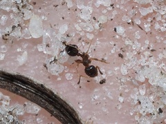 Pheidole metallescens