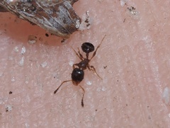 Pheidole metallescens