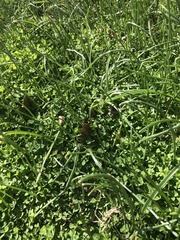 Ornithogalum nutans