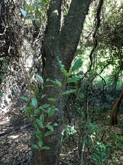 Schinus latifolia