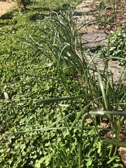 Ornithogalum nutans