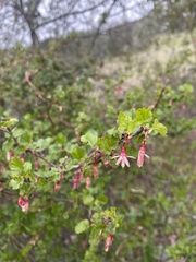 Ribes californicum